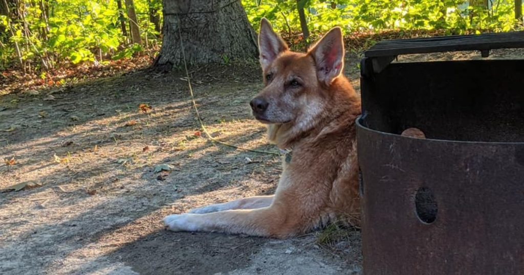 dog laying next to a fire pit | Tips for Outdoor Travel with a Senior Pet