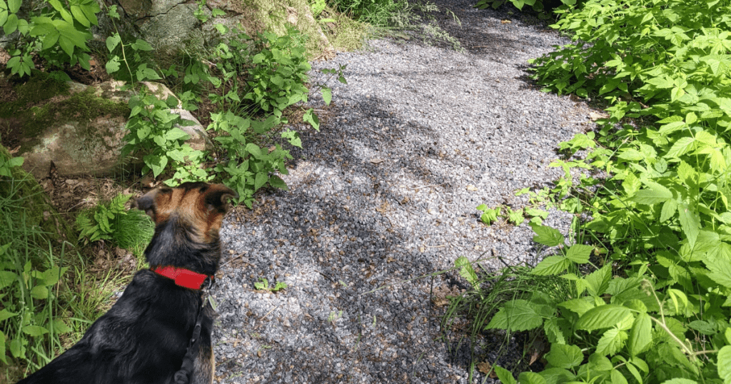 dog standing on a hiking trail | 10 Common Outdoor Plants Poisonous to Dogs and Cats