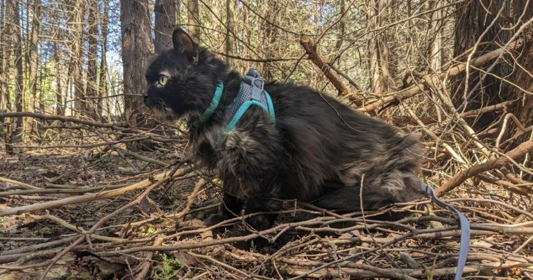 cat hiking in the forest | How to Choose a Hiking Trail for Adventures with Your Cat