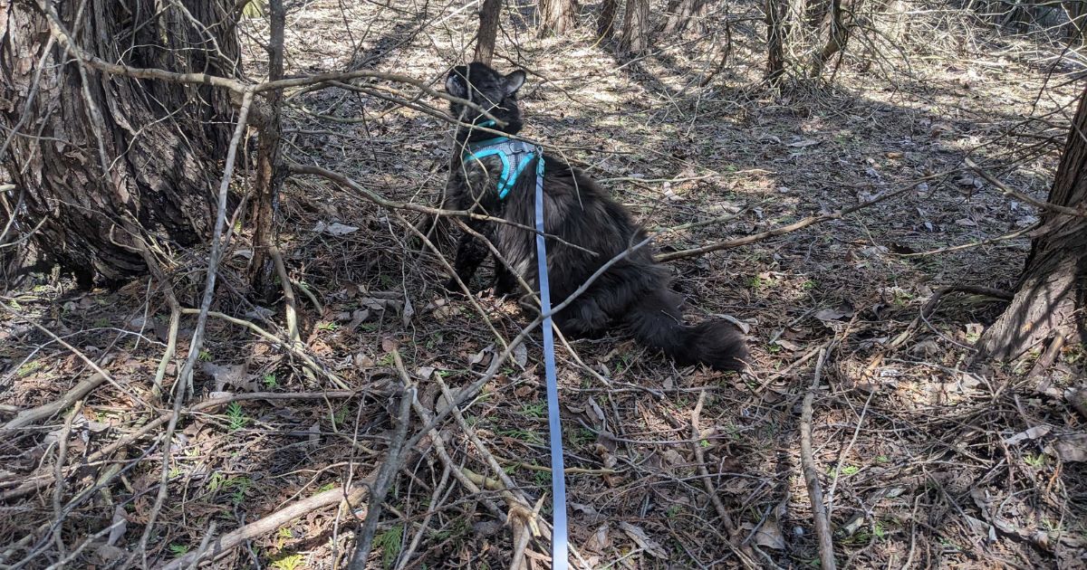 cat rubbing against tree branch | How to Choose a Hiking Trail for Adventures with Your Cat