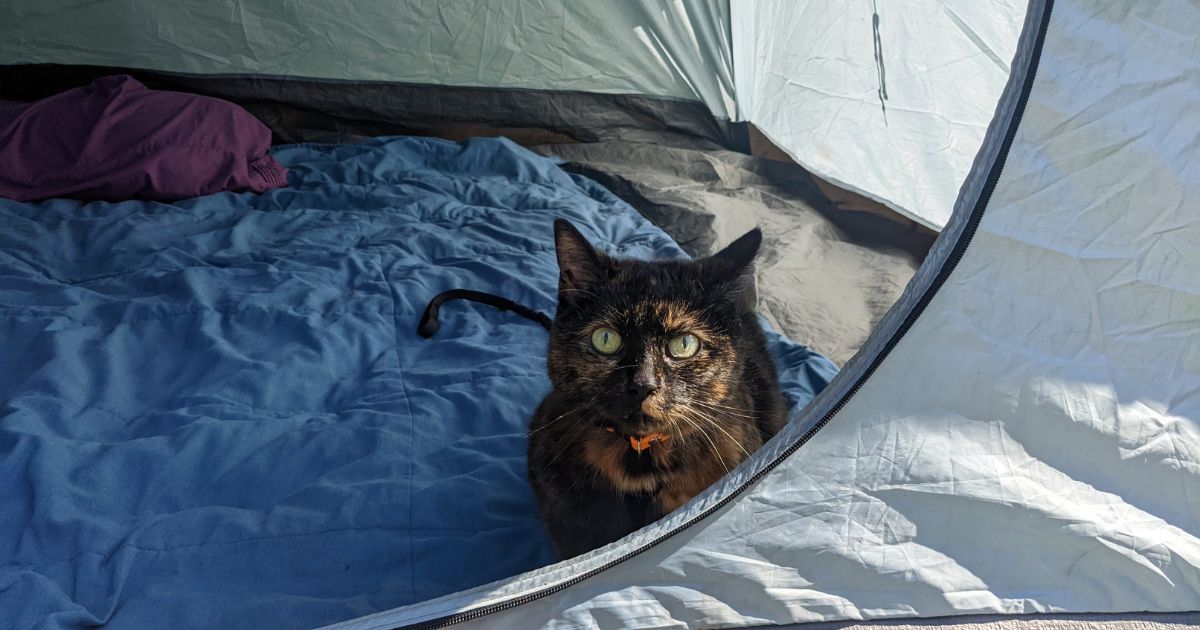 cat standing in a tent | How to Choose the Best Tent for Camping with Dogs (and Cats)