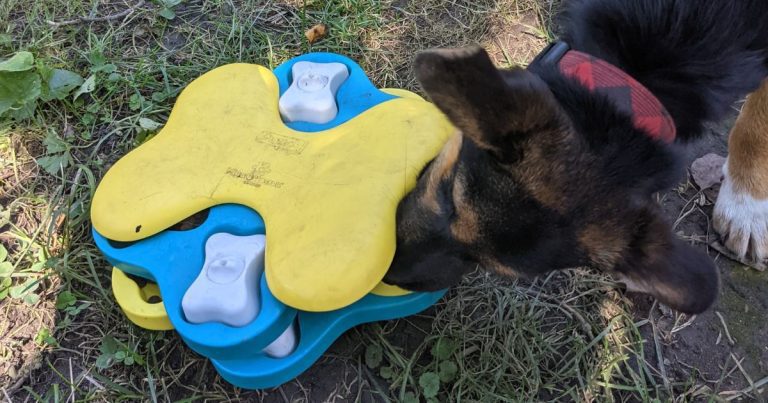 dog eating out of a food puzzle | How to Keep a Dog Entertained While Camping