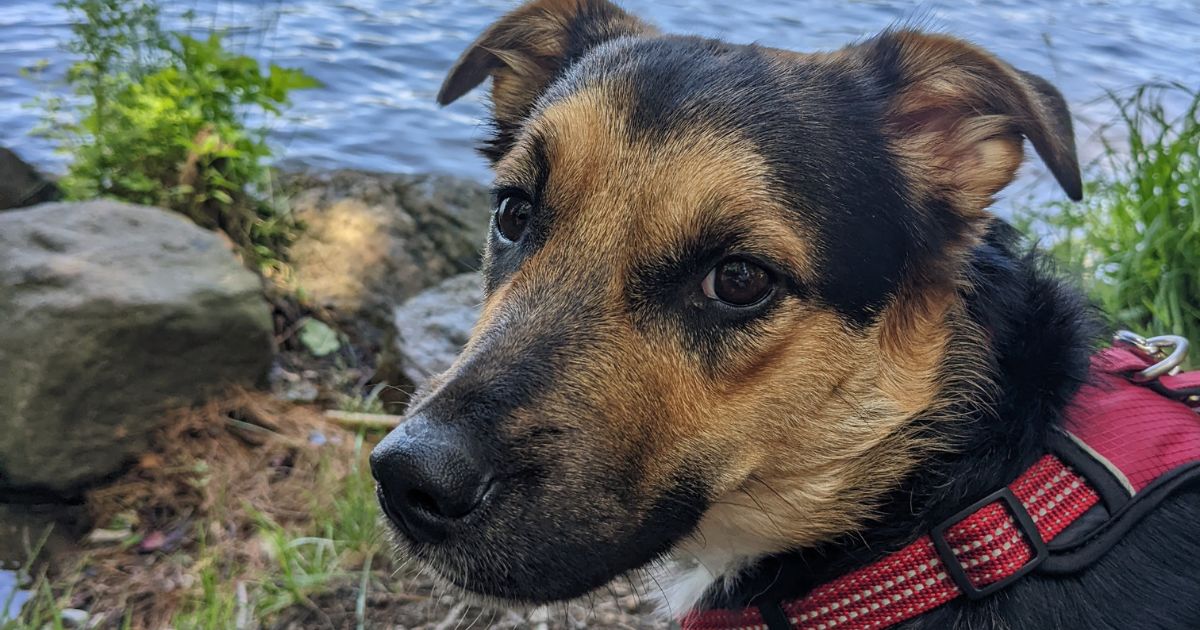 dog portrait by the water | How to Spot, Treat, and Prevent Beaver Fever in Dogs