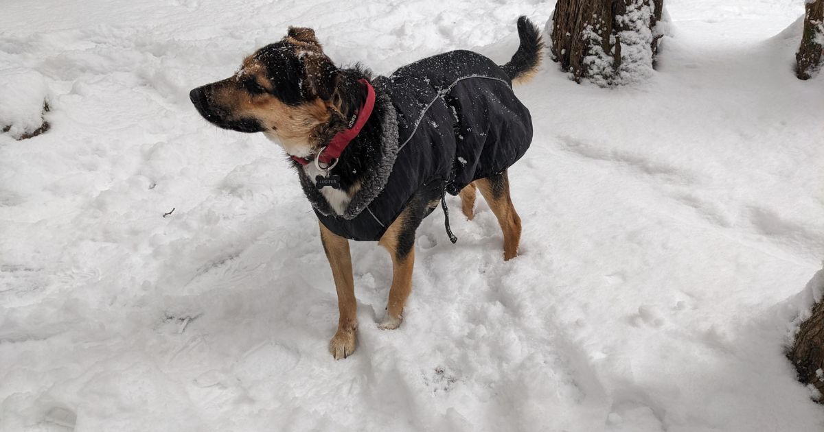 dog standing in snow wearing a coat | Shedrow K9 Chinook Dog Coat Review