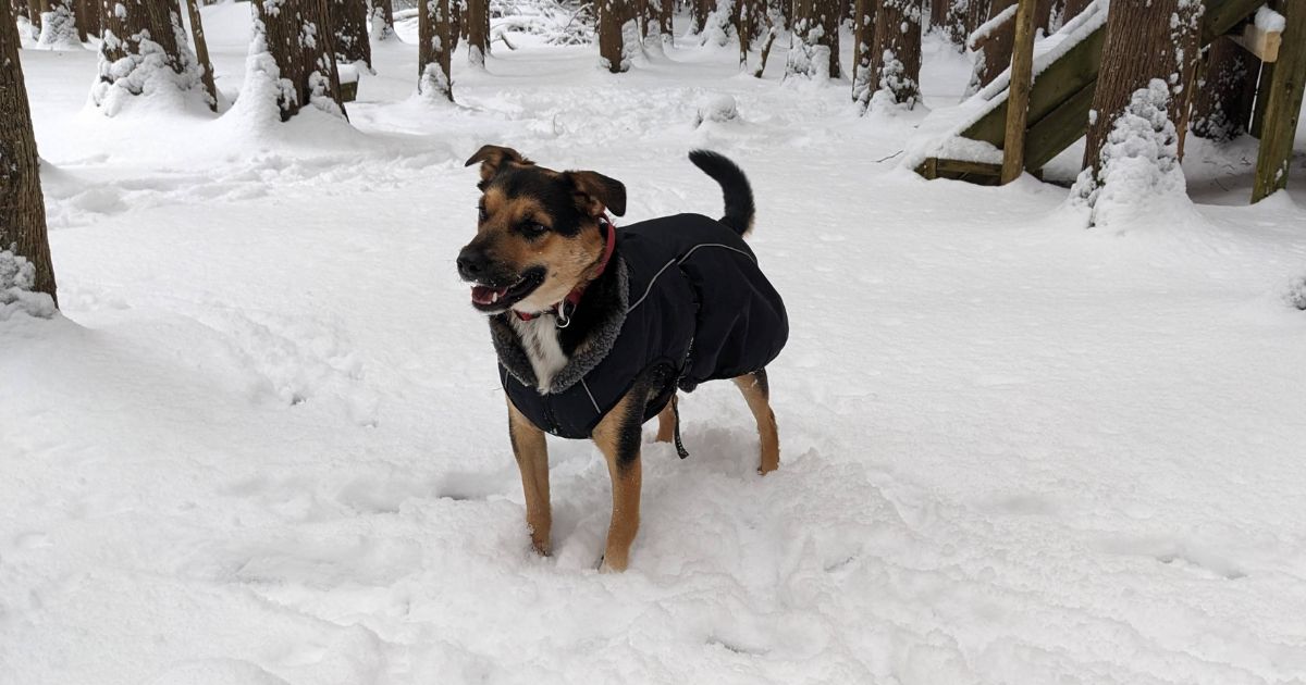 dog standing in the snow wearing a winter coat | Shedrow K9 Chinook Dog Coat Review