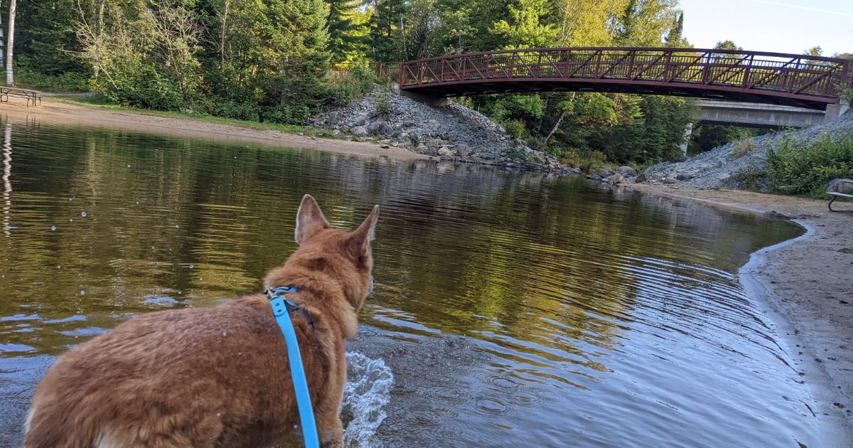 dog walking into the water | How to Spot, Treat, and Prevent Beaver Fever in Dogs