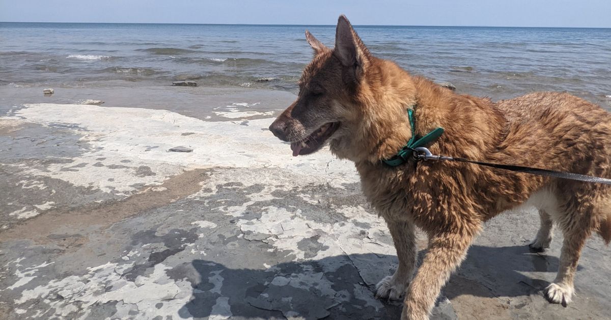 dog walking through the water on rocks | Changes to Ontario Parks Day Use 2023