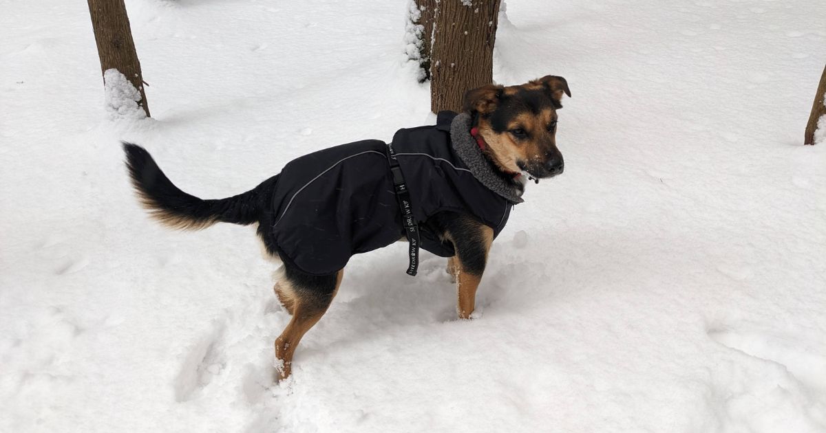 dog wearing a winter coat standing in snow | Shedrow K9 Chinook Dog Coat Review