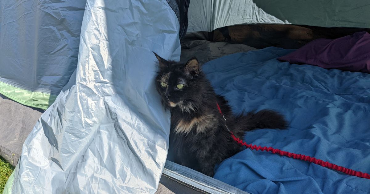 cat sitting in a tent looking out the open door | Beginner's Guide to Using Ontario Parks Availability Notifications