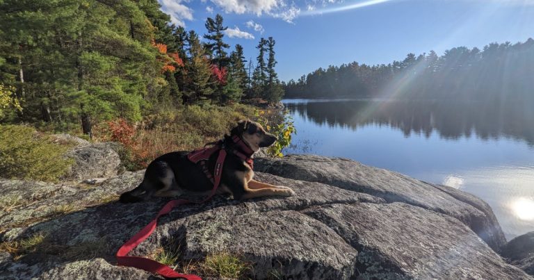 dog lying on rock next to lake | Grundy Lake Provincial Park: Video Review