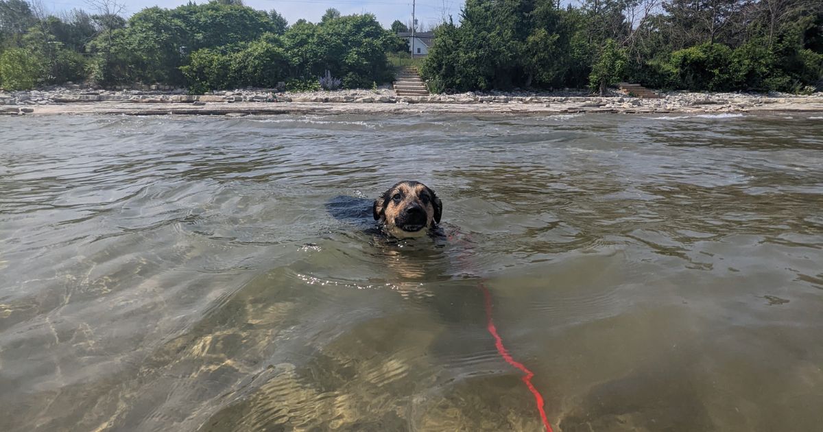 dog swimming on leash at beach | What Type of Leash is Best for Hiking with Dogs?