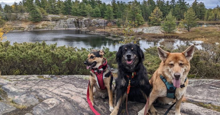 three leashed dogs sitting on a hiking trail | 10 Rules of Hiking with Pets Responsibly