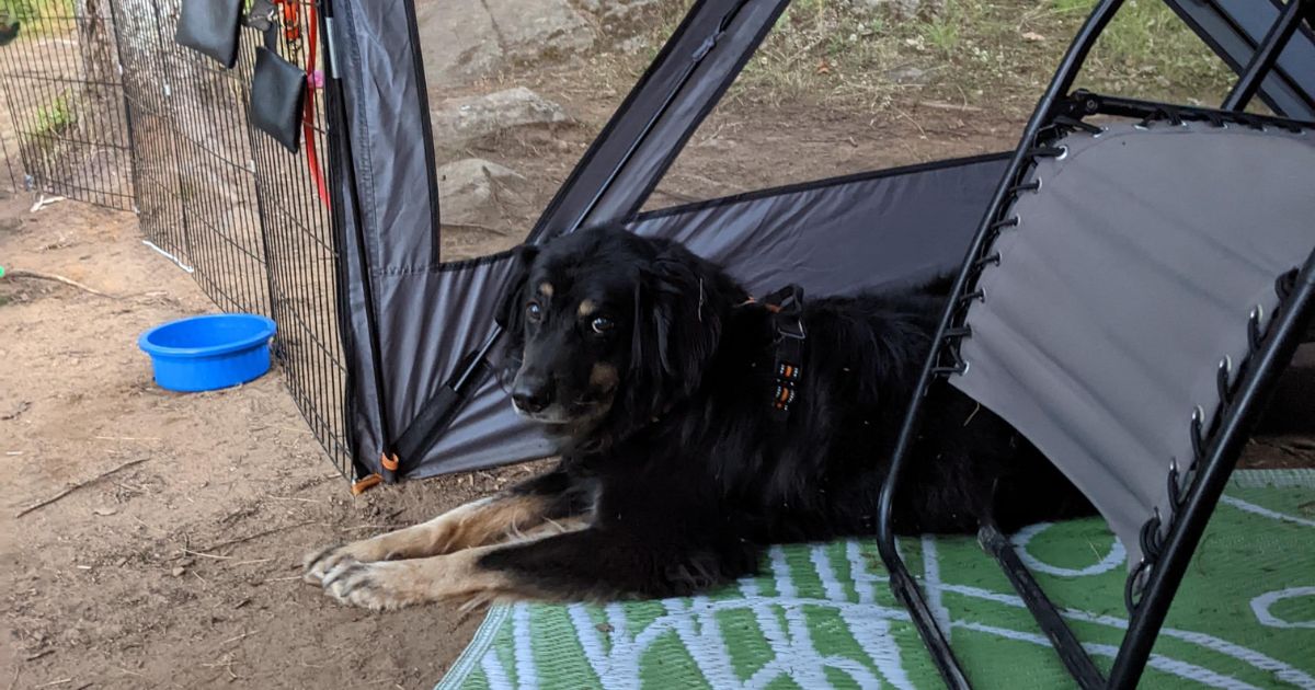 dog lying in a screen tent | KUMA Bear Den Gazebo Review