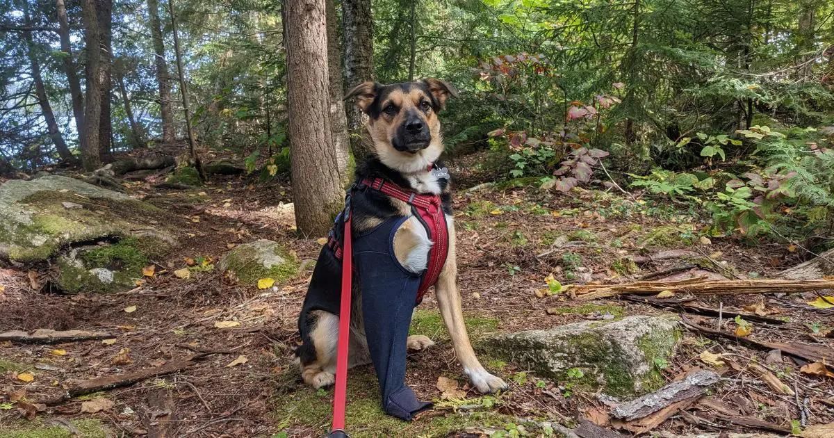 dog sitting in the woods | How to Find Free Camping with the Crown Land Atlas