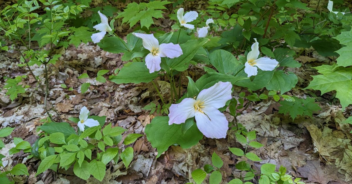 several trilliums | Awenda Provincial Park: Video Review