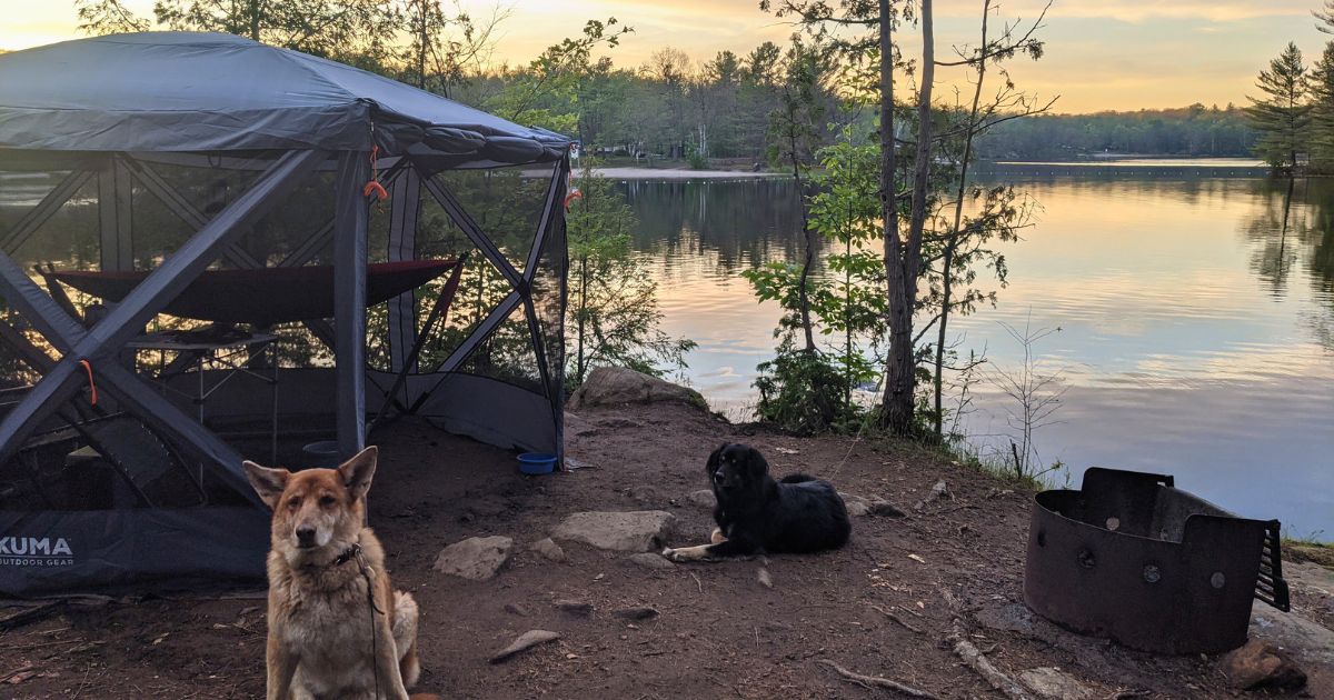 two dogs on a campsite by the lake | KUMA Bear Den Gazebo Review