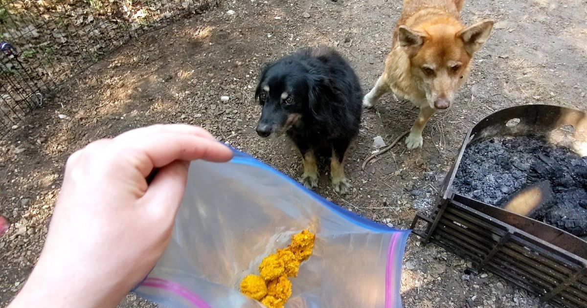 bag of dog treats and dogs in the background | Coleman Camp Oven Review + Dog Treat Recipe