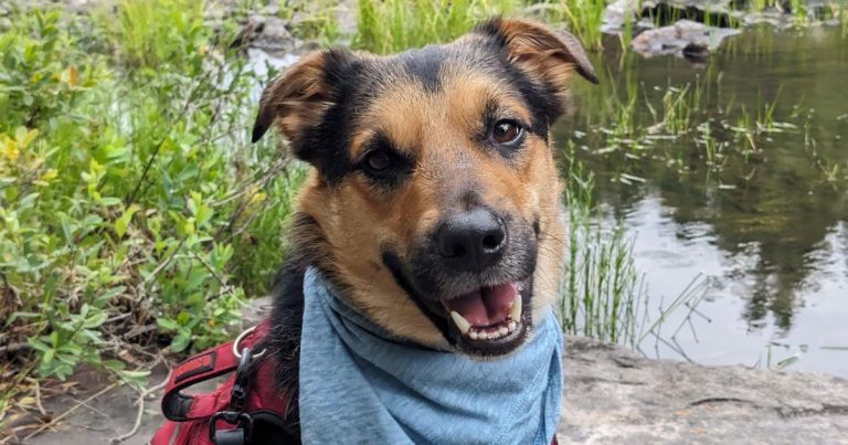 smiling dog wearing a blue bandana | How to Keep Mosquitoes Away from Your Dog or Cat