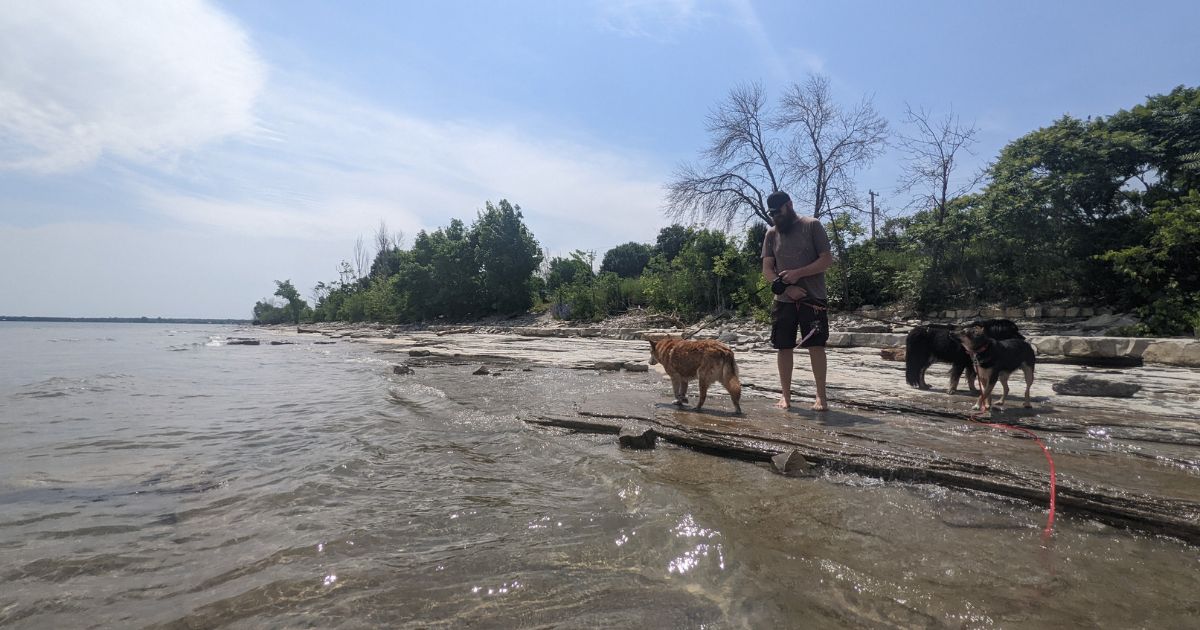 three dogs and a man at the lake | 15 Tips for Taking Your Dog to the Beach This Summer