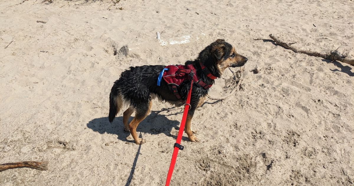 wet dog standing in the sand | 15 Tips for Taking Your Dog to the Beach This Summer