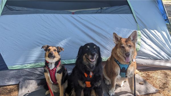 3 dogs sitting infront of a coleman tent | Tools and Resources