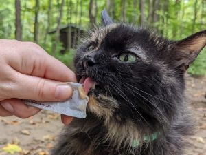 cat eating a lickable treat | Tools and Resources