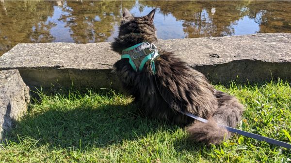 cat outside wearing harness and leash 600 | Tools and Resources