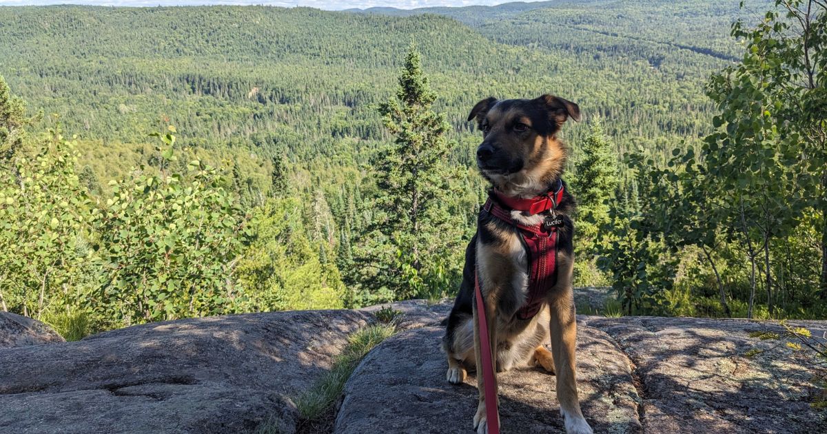 dog at the lookout on the Nokomis Trail | Lake Superior Provincial Park: Video Review