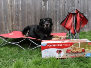 dog lying on a raised dog bed outside | Tools and Resources