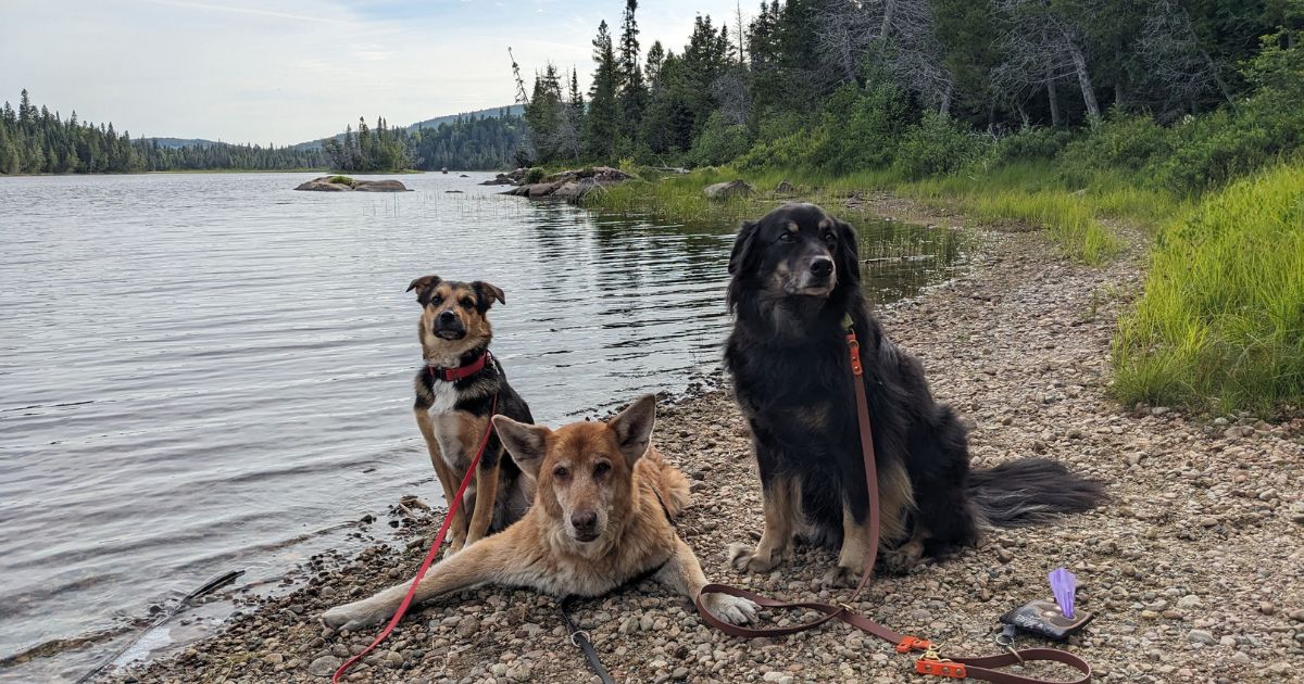 dogs sitting on the shore of Rabbit Blanket Lake | Lake Superior Provincial Park: Video Review