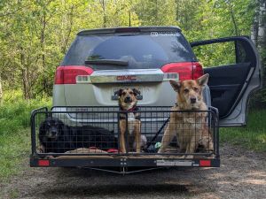 three dogs sitting in vehicle hitch basket | Tools and Resources