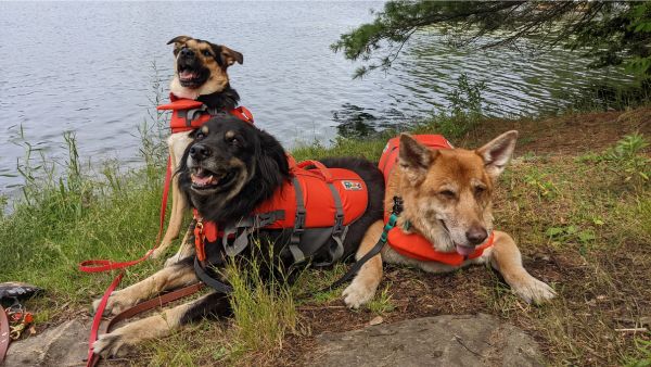 three dogs wearing life jackets 600 | Tools and Resources