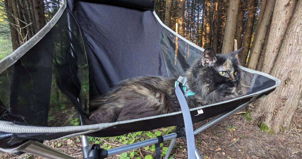 cat in a camp chair | Can You Bring an Indoor Cat Camping?