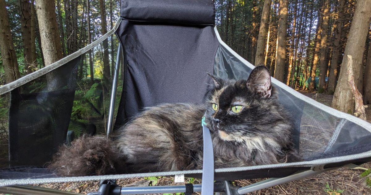 cat lying in a camp chair | Can You Bring an Indoor Cat Camping?