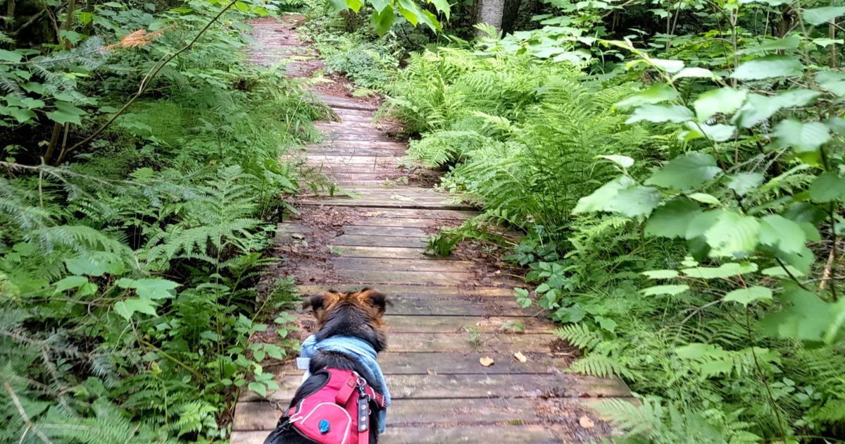 dog hiking on boardwalk hiking trail | Mississagi Provincial Park: Video Review