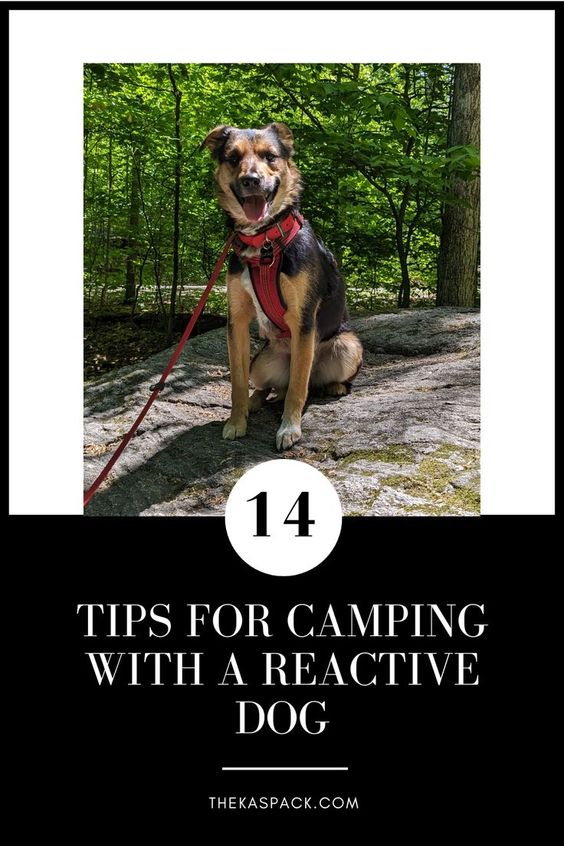 14 tips for camping with a reactive dog