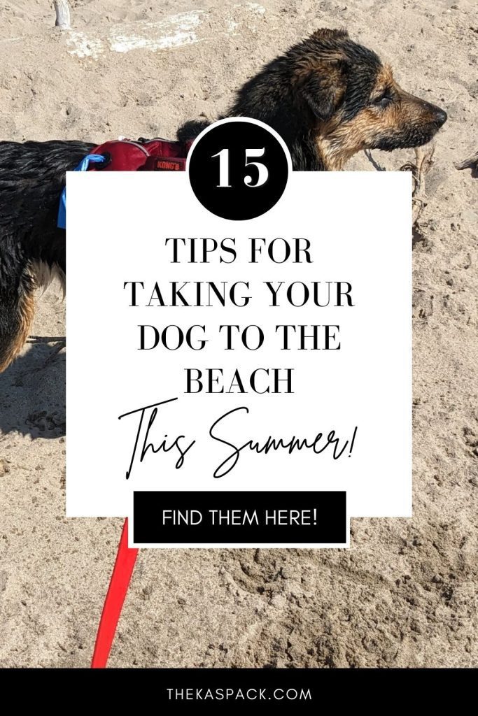 15 tips for taking your dog to the beach pin