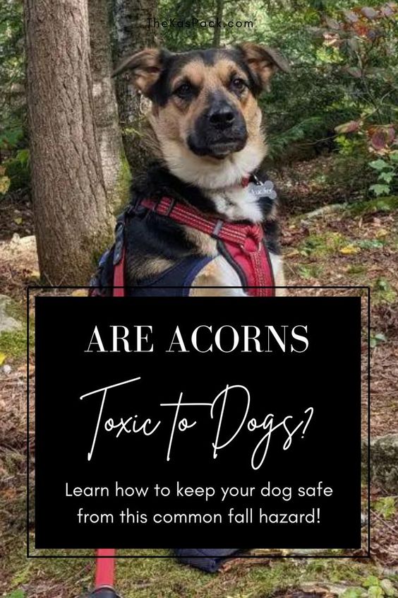 are acorns toxic to dogs pin