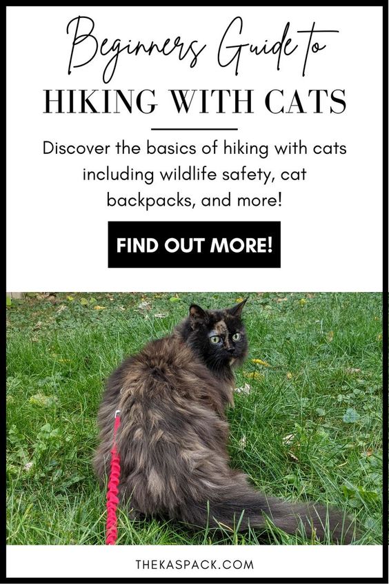 beginners guide to hiking with cats pin