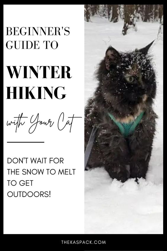 beginners guide to winter hiking with your cat pin