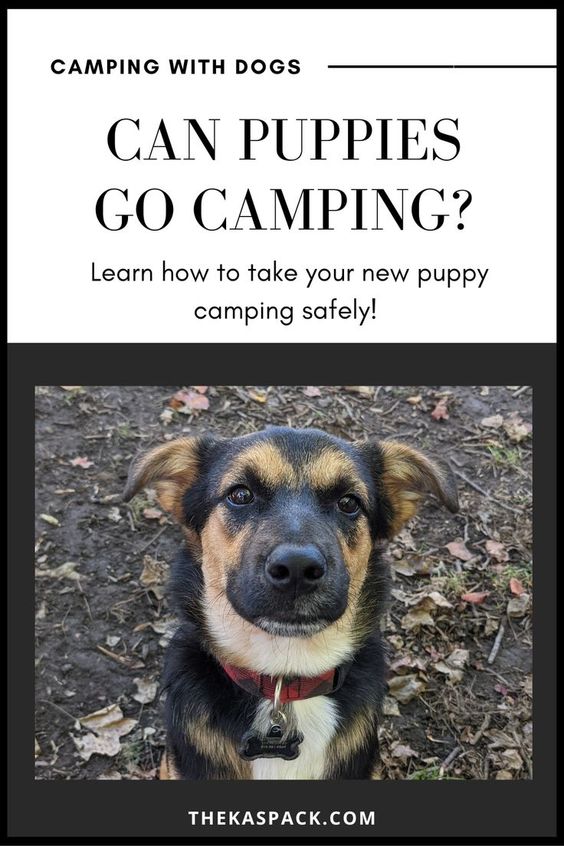 can puppies go camping pin