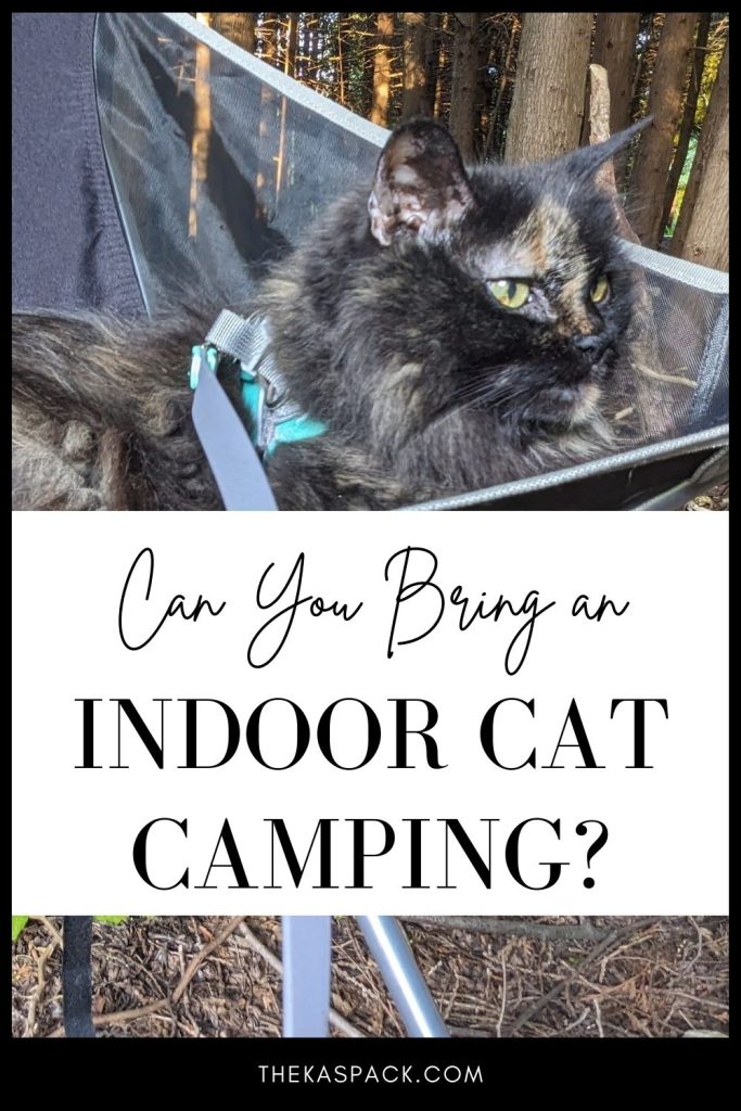 can you bring an indoor cat camping pin