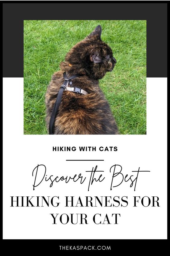 discover the best hiking harness for your cat pin