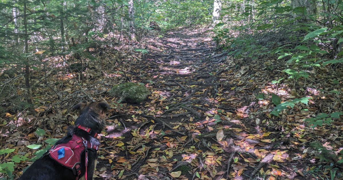 dog hiking on a woodland trail | Haliburton Forest & Wildlife Reserve: Video Review