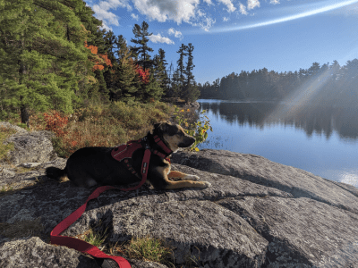 dog lying on a rock next to a lake