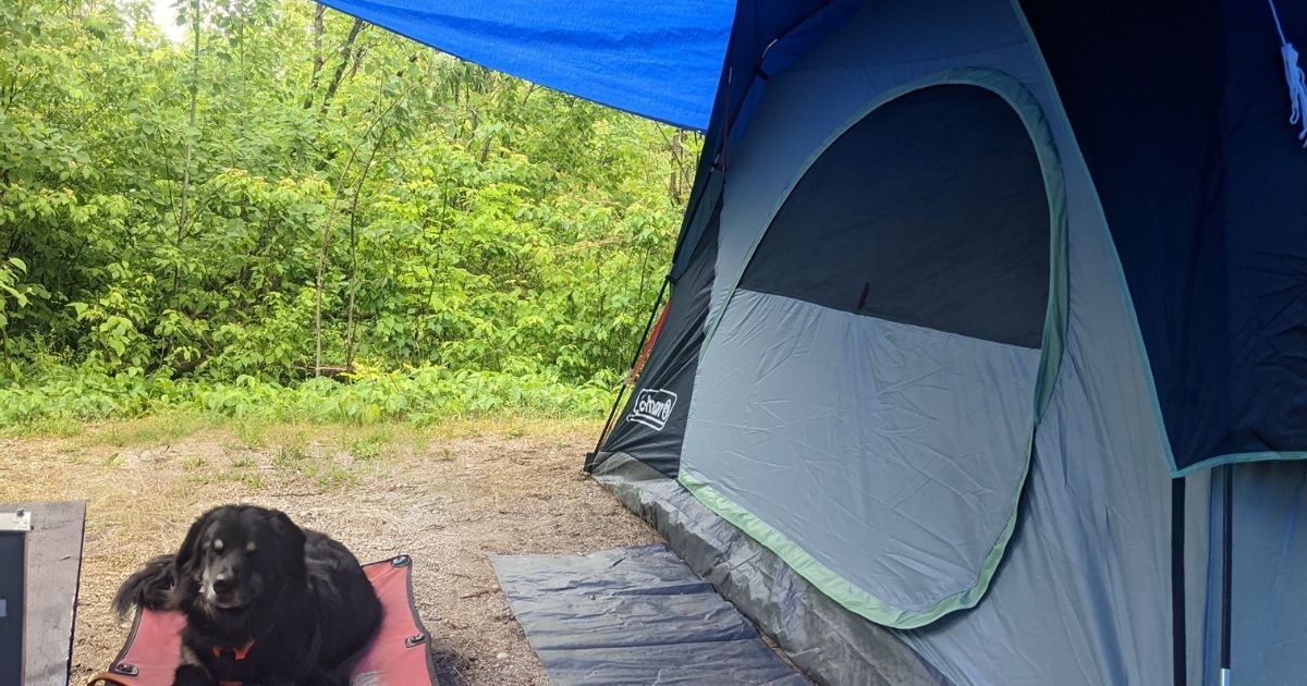 dog lying outside of a tent in the rain | 20+ Hacks for Camping in the Rain with Pets