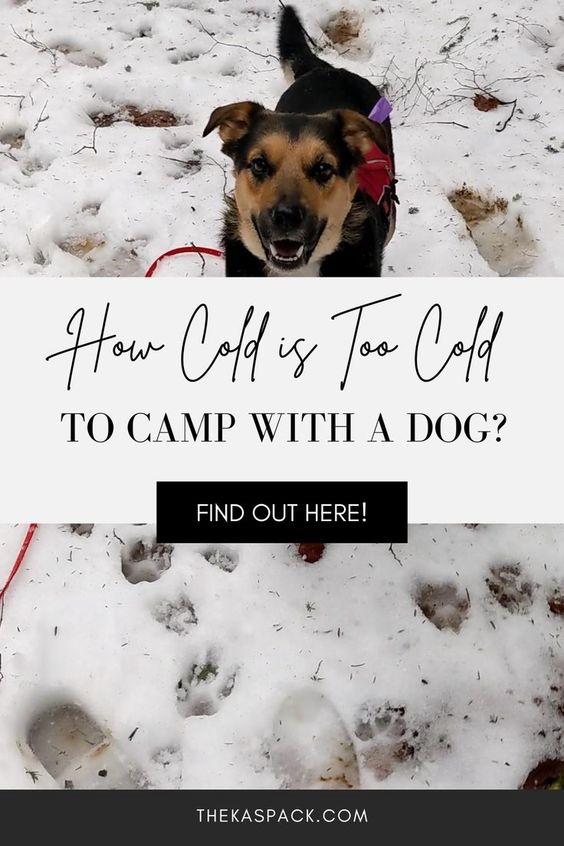 how cold is too cold to camp with a dog pin