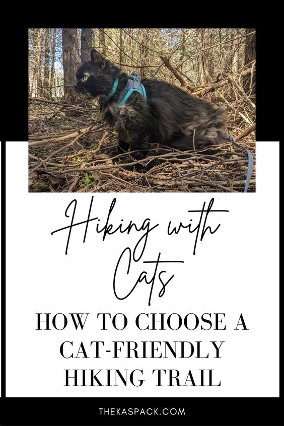 how to choose a cat friendly hiking trail pin