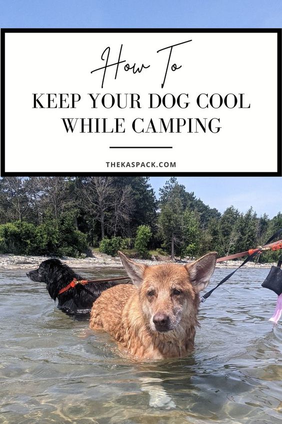 how to keep your dog cool while camping pin