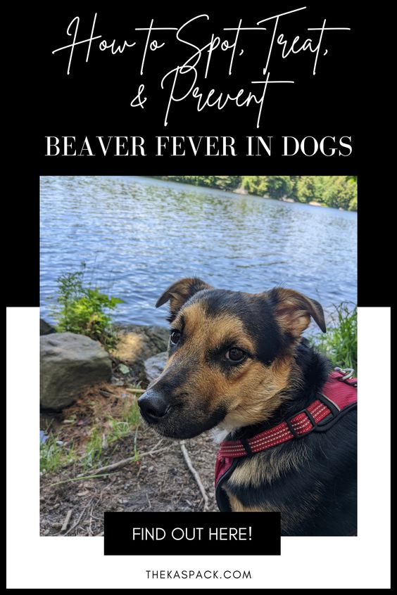 how to spot treat and prevent beaver fever in dogs pin